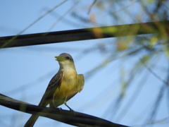 Tyrannus