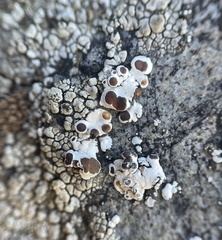 Rhizoplaca glaucophana