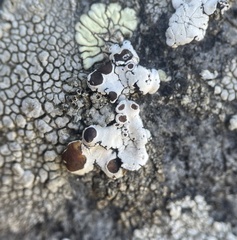 Rhizoplaca glaucophana