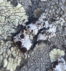 Rhizoplaca glaucophana