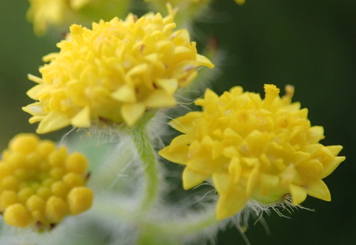 Langeberg Stinkals (Hippia simplicior)
