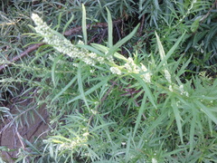 Artemisia integrifolia