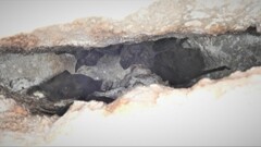 Nyctinomops laticaudatus