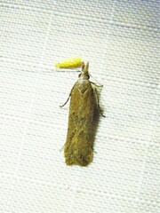 Dichomeris ligulella