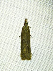 Dichomeris ligulella