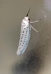 Yponomeuta evonymella