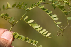 Vicia sylvatica