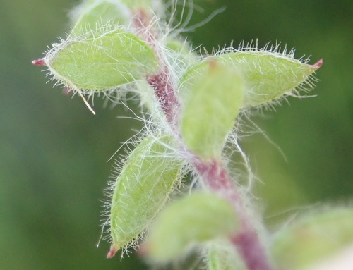Image of Hippia simplicior by (c) Nicola van Berkel, some rights reserved (CC BY-SA)