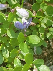Polygala supina