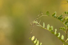 Vicia sylvatica