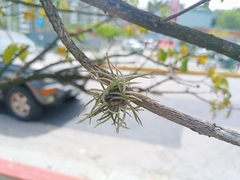 Tillandsia recurvata