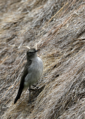 Muscisaxicola alpinus