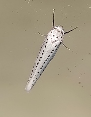Yponomeuta evonymella