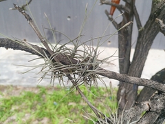 Tillandsia recurvata