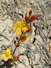 Hypericum pallens