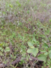 Azara dentata