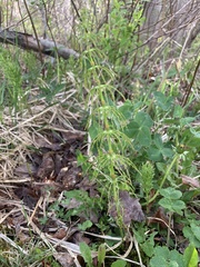 Equisetum sylvaticum image