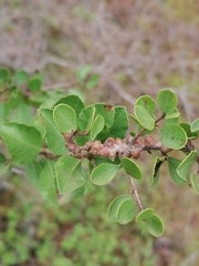 Azara dentata