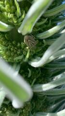 Eudolycoris alluaudi