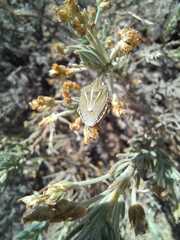 Eudolycoris alluaudi