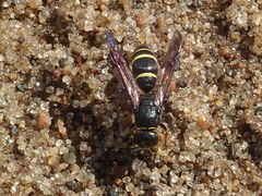 Ancistrocerus trifasciatus