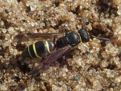 Ancistrocerus trifasciatus