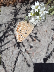 Polyommatus icarus