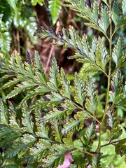 Davallia solida