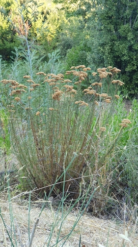 Ligurian yarrow (Achillea ligustica)