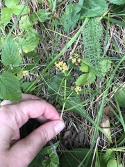 Tracheophyta