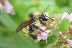 Bombus mixtus