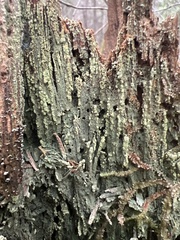 Trapeliopsis viridescens