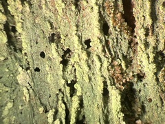 Trapeliopsis viridescens