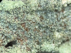 Trapeliopsis viridescens