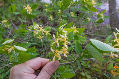 Lonicera × bella