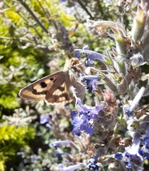 Heliothis viriplaca