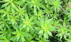 Osmitopsis osmitoides