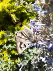 Heliothis viriplaca