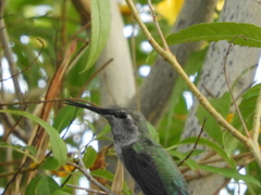 Trochilidae