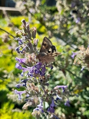 Heliothis viriplaca
