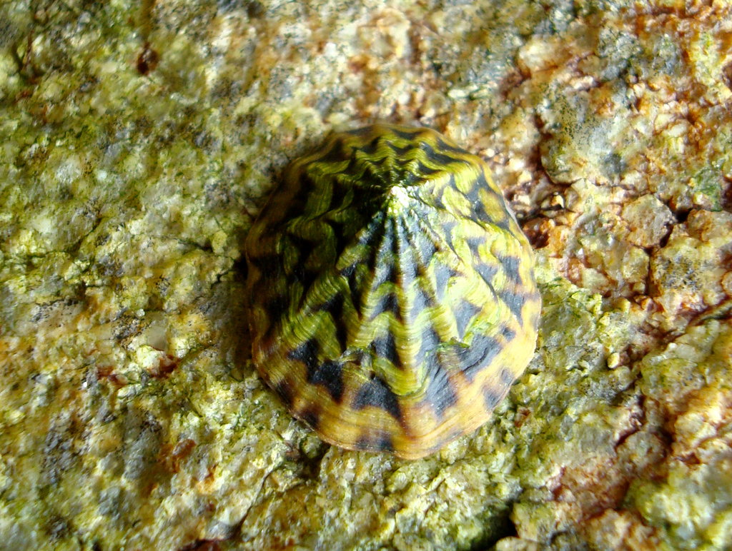 Scurria zebrina
