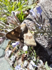 Heliothis viriplaca