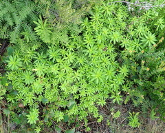 Osmitopsis osmitoides