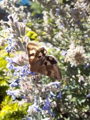 Heliothis viriplaca
