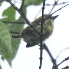 Pogoniulus scolopaceus