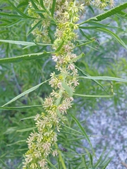 Datisca cannabina