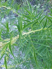 Datisca cannabina