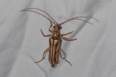 Ortholeptura valida