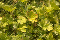 Alchemilla tichomirovii
