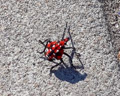 Lycorma delicatula